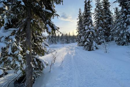 Openbaar Vervoer Winterreis Ello Lapland Per Trein