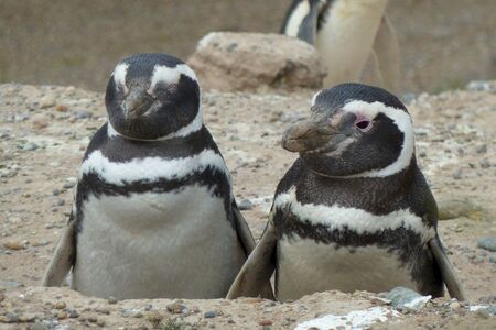 Paartje Magelhaenpingu%C3%AFns Op Punta Tombo Daanen Cape