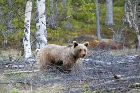 Sveg Berjes Adventures Wildsafari