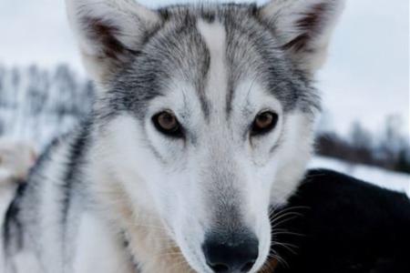 Tromso Best Arctic Dogsledding Hondensledetocht 2