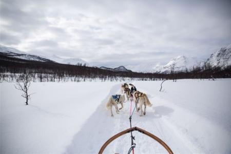 Tromso Best Arctic Dogsledding Hondensledetocht 5