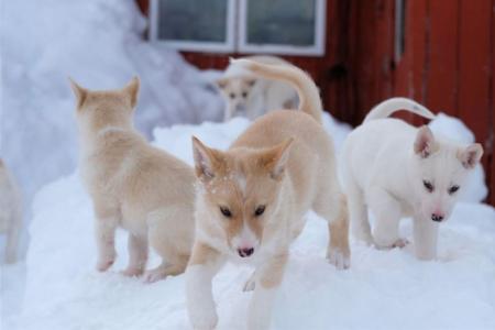 Tromso Best Arctic Dogsledding Hondensledetocht 7