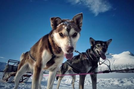 Tromso Best Arctic Dogsledding Hondensledetocht 8