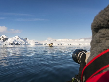 Walvis Spotten Antarctica Oceanwide Expeditions