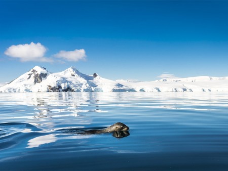 Walvis Spotten Antarctica Oceanwide Expeditions