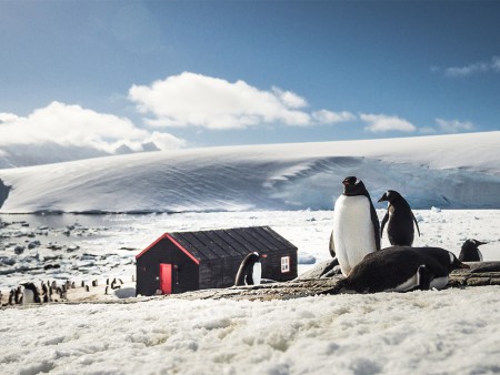 Walvis Spotten Antarctica Oceanwide Expeditions