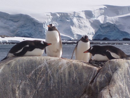 Walvis Spotten Antarctica Oceanwide Expeditions