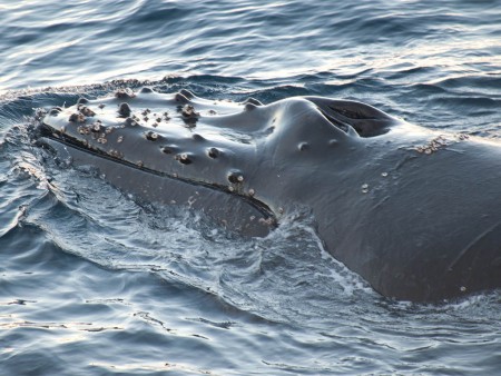 Walvis Spotten Antarctica Oceanwide Expeditions