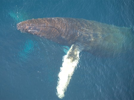 Walvis Spotten Antarctica Oceanwide Expeditions