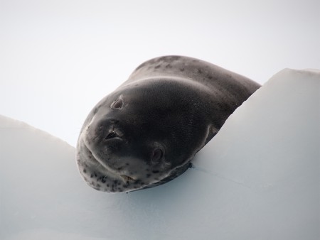 Walvis Spotten Antarctica Oceanwide Expeditions