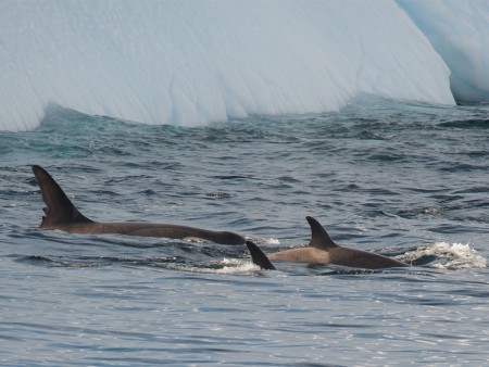 Walvis Spotten Antarctica Oceanwide Expeditions