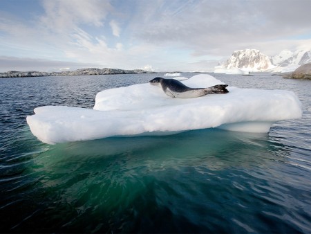 Walvis Spotten Antarctica Oceanwide Expeditions