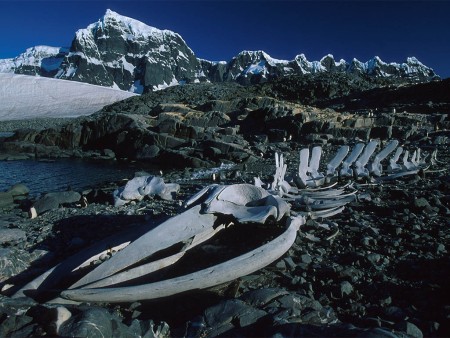 Walvis Spotten Antarctica Oceanwide Expeditions