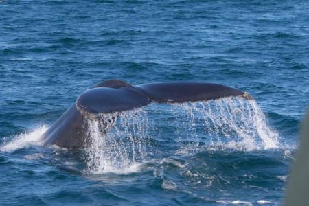 Whale Watching Laki Tours