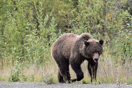 Discovery Yukon Bear