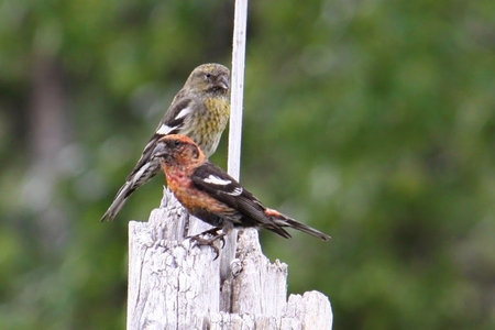 Discovery Yukon Bird