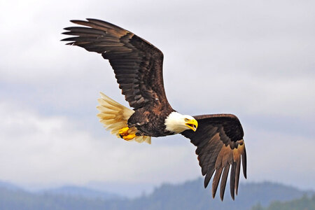 Discovery Yukon Eagle