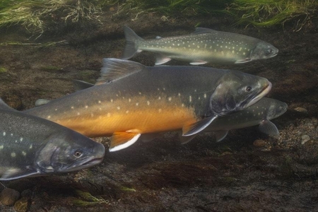 Discovery Yukon Fish