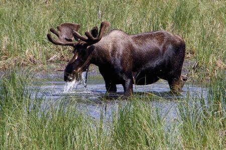 Fly Drive Nilak Ontdek Alaska Eland In Moerasgebied Jonneke Van Eijsden