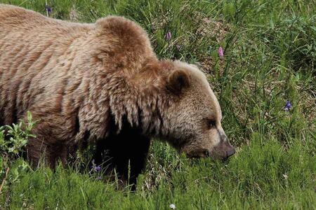 Fly Drive Nilak Ontdek Alaska Grizzly In Denali NP Jonneke Van Eijsden