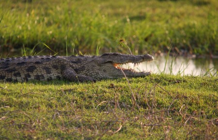 Krokodil Kwai Botswana Bushwaysafari
