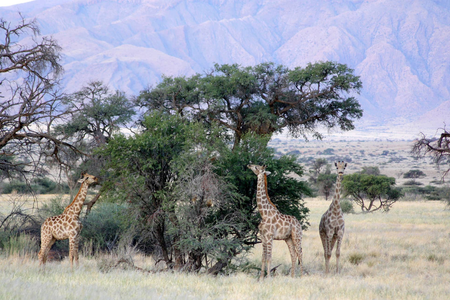 Nosun Namibie Cape Tracks 5