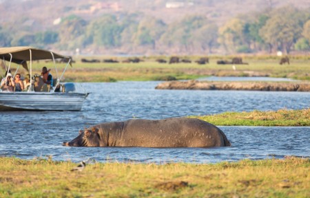 Nijlpaard Chobe Bushwaysafari