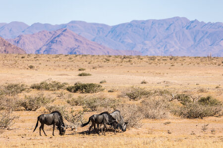 Nosun Namibie Cape Tracks 6