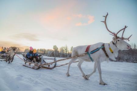 Rendiersledetocht Apukka Resort Rovaniemi 8