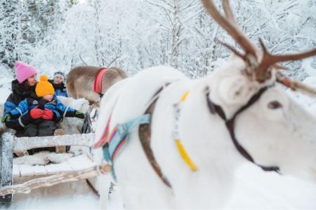 Rendiersledetocht Apukka Resort Rovaniemi 9