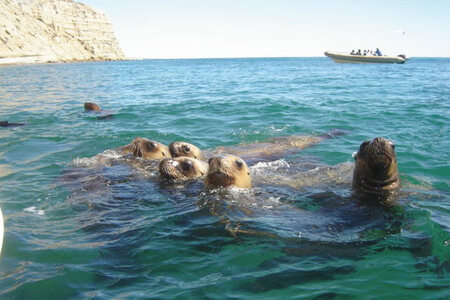 Snorkeling Puerto Madryn Boot Cape