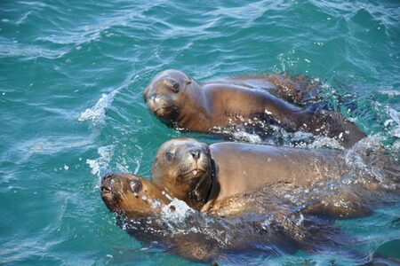 Snorkeling Puerto Madryn Cape