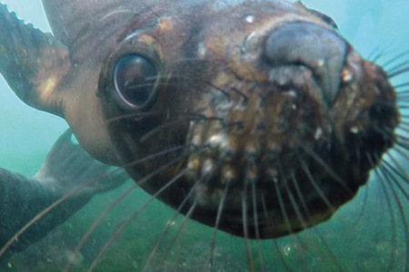 Snorkeling Puerto Madryn Zeeleeuw Cape