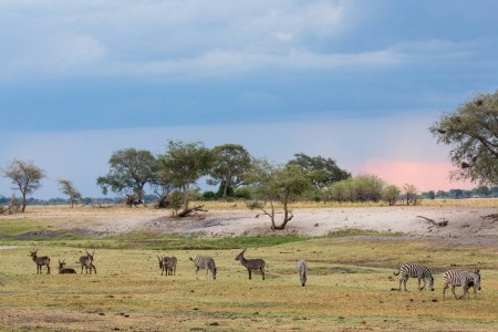 Zebra Waterbok Vlakte Bushwaysafari